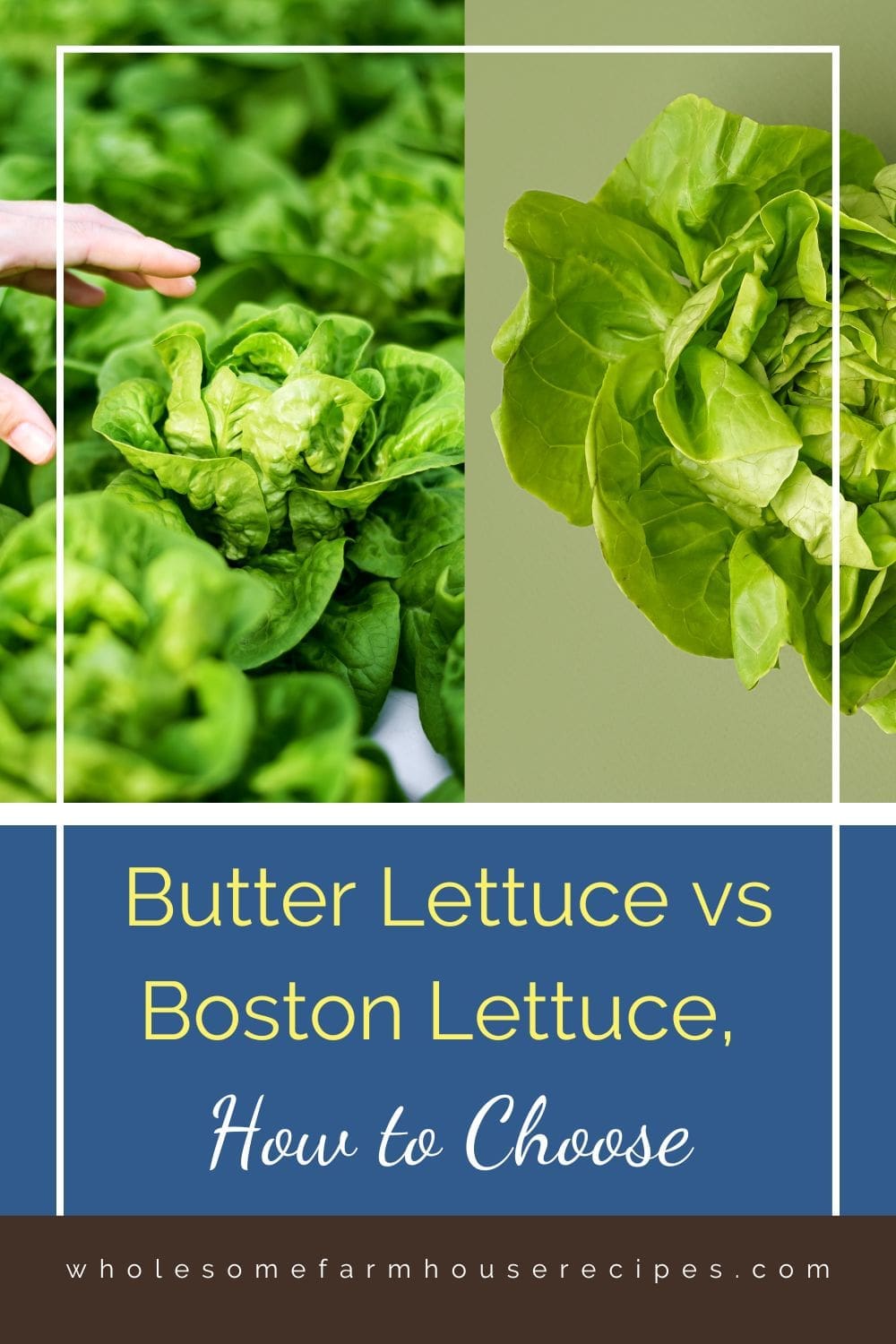 Butter Lettuce vs Boston Lettuce, How to Choose