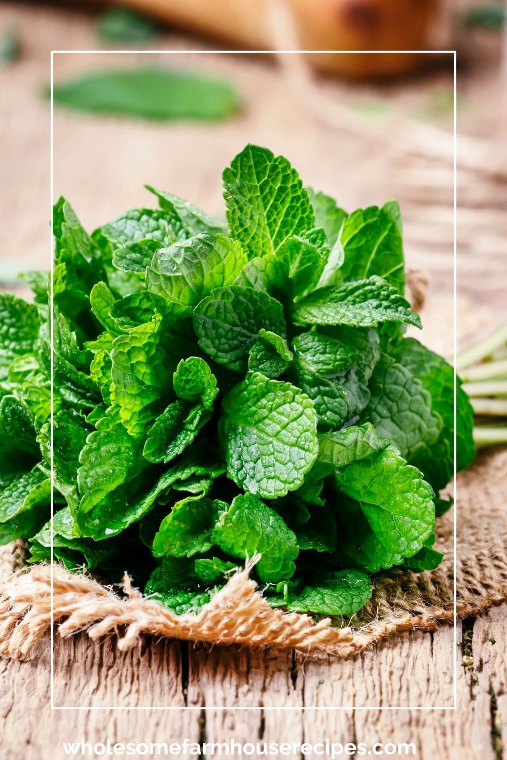 Bundling Fresh Mint